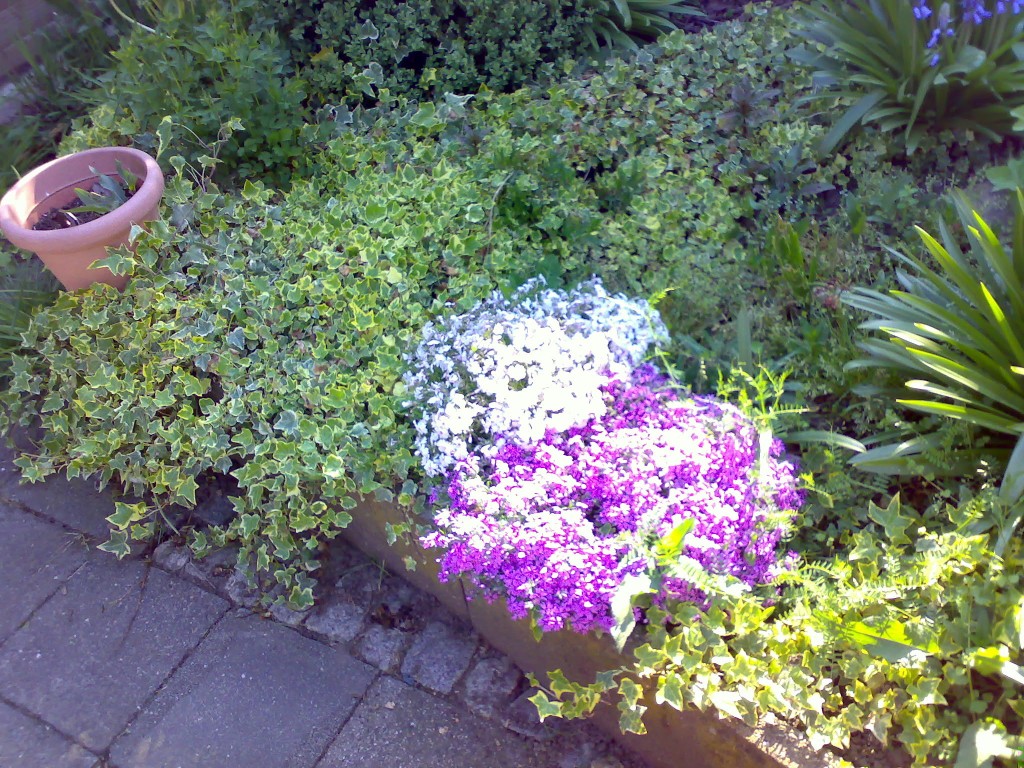 De Klimop, of Hedera Helix, als bodembedekking in de Tuin Wonen