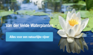 Waterlelies kun je kopen bij de leverancier, zoals bij Van der Velde Waterplanten
